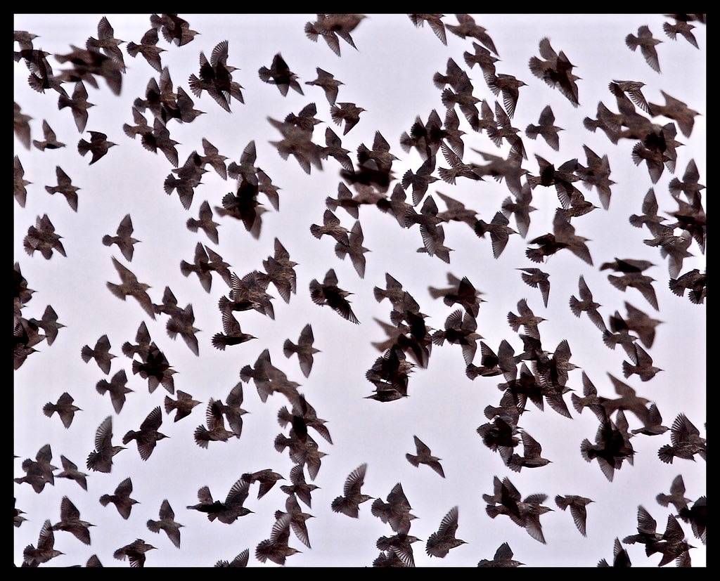 $*%@?!! Starlings!!! by gainesp2003 is licensed under CC BY-NC 2.0